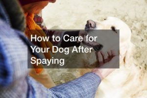 How to Care for Your Dog After Spaying - Dog Health Problem