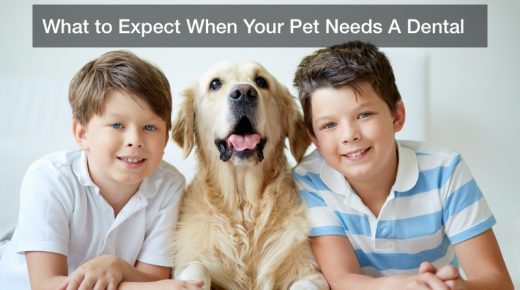 What to Expect When Your Pet Needs A Dental