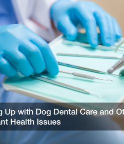 Keeping Up with Dog Dental Care and Other Important Health Issues