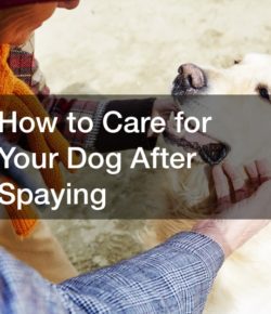 How to Care for Your Dog After Spaying