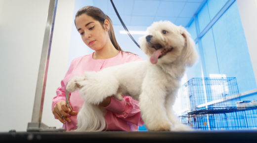 Six Benefits To Taking Your Dog To A Professional Groomer