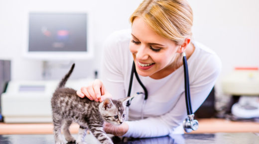 How Veterinary Diagnostics Keep Your Pet Healthy