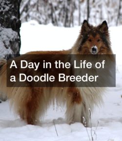 A Day in the Life of a Doodle Breeder