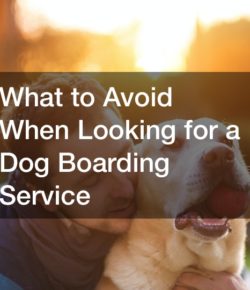 What to Avoid When Looking for a Dog Boarding Service