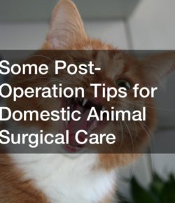 Some Post-Operation Tips for Domestic Animal Surgical Care