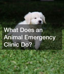 What Does an Animal Emergency Clinic Do