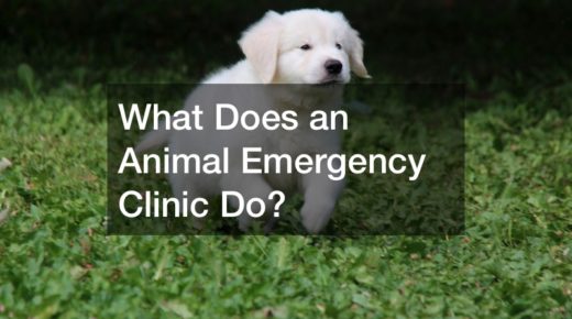 What Does an Animal Emergency Clinic Do