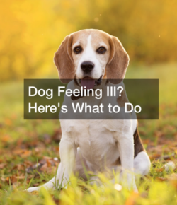 Dog Feeling Ill? Here’s What to Do