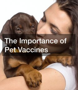 The Importance of Pet Vaccines