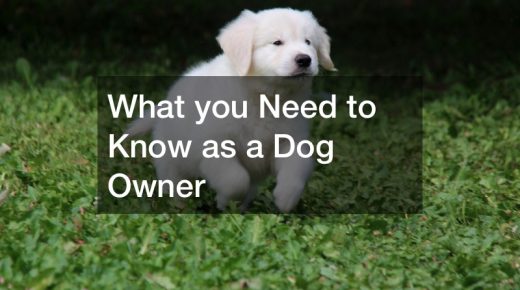 What you Need to Know as a First Time Dog Owner