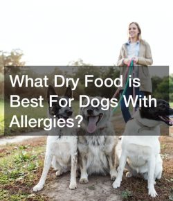 What Dry Food is Best For Dogs With Allergies?