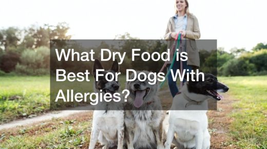 What Dry Food is Best For Dogs With Allergies?