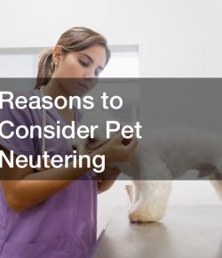 Reasons to Consider Pet Neutering