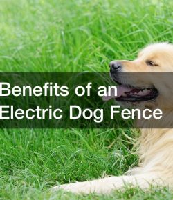 Benefits of an Electric Dog Fence